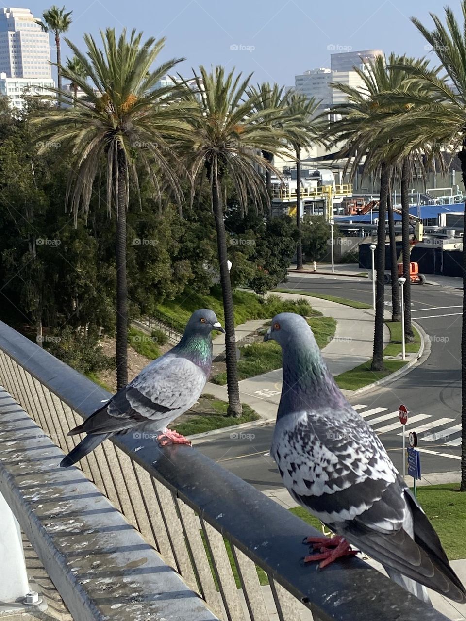 Two pigeons perched on a bridge in the sunny city of Long Beach, California.