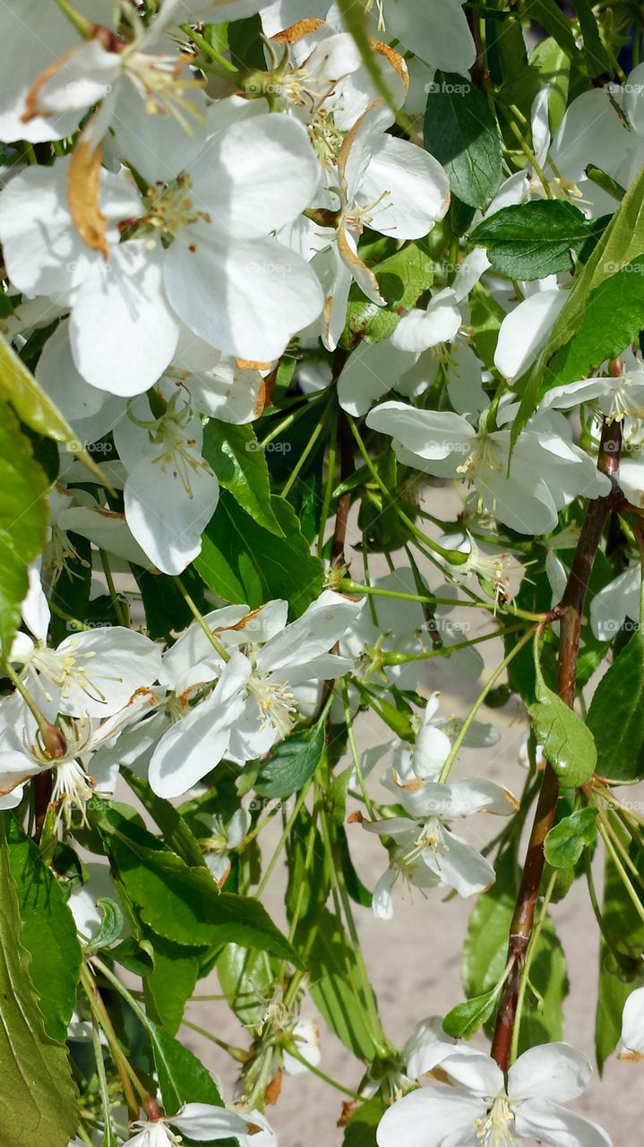 Flowers. White