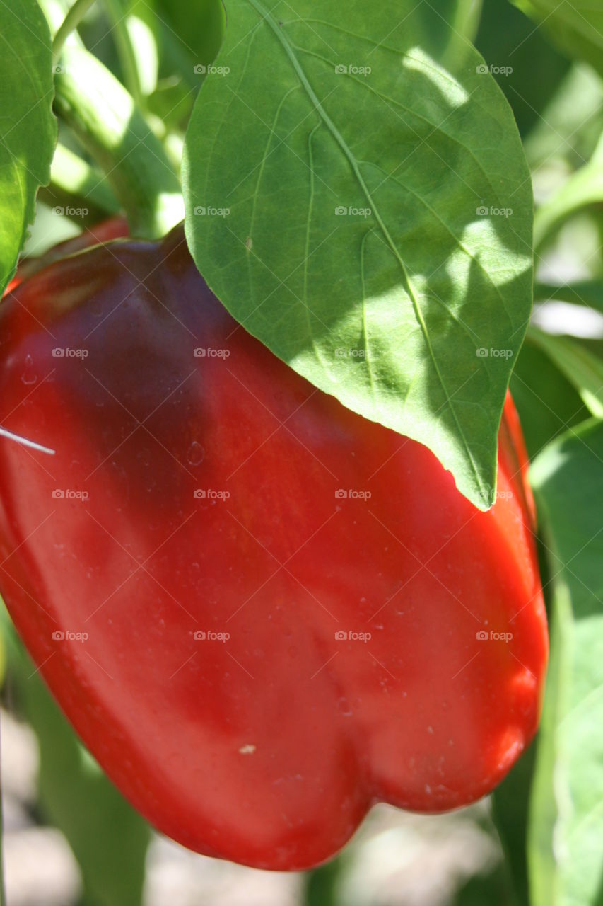 Red Pepper 