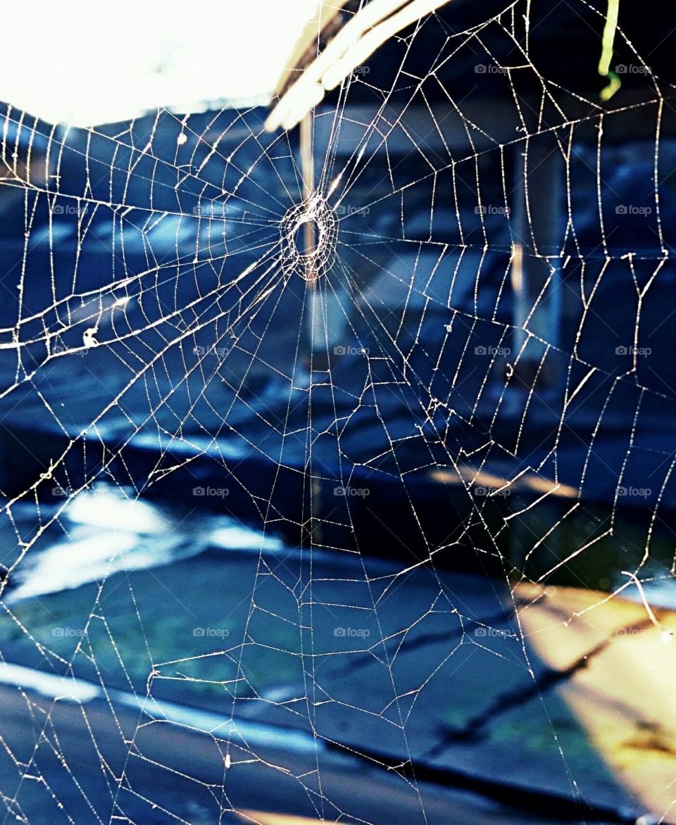 Spider web
