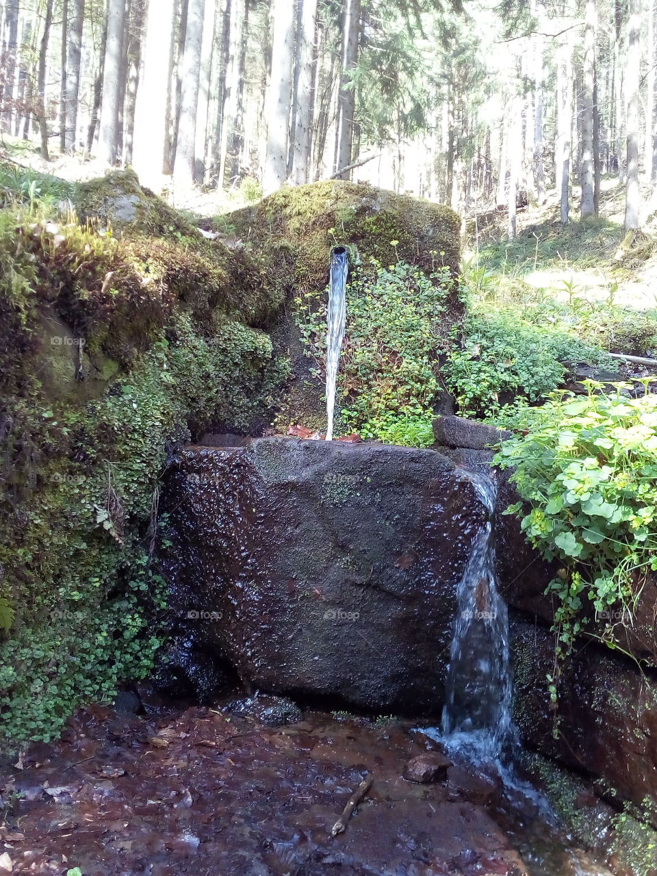 Spring water of the black forest