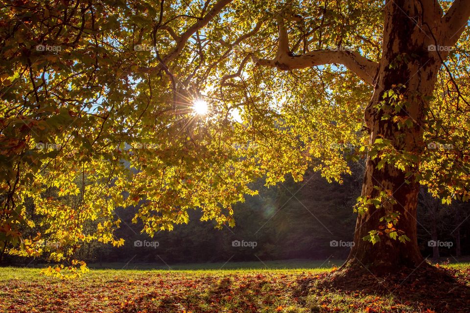 Autumn maple tree 