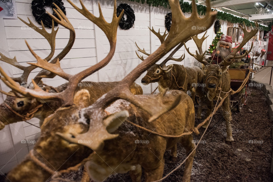 Santa with his sleigh and reindeers on display at a store in Sweden.