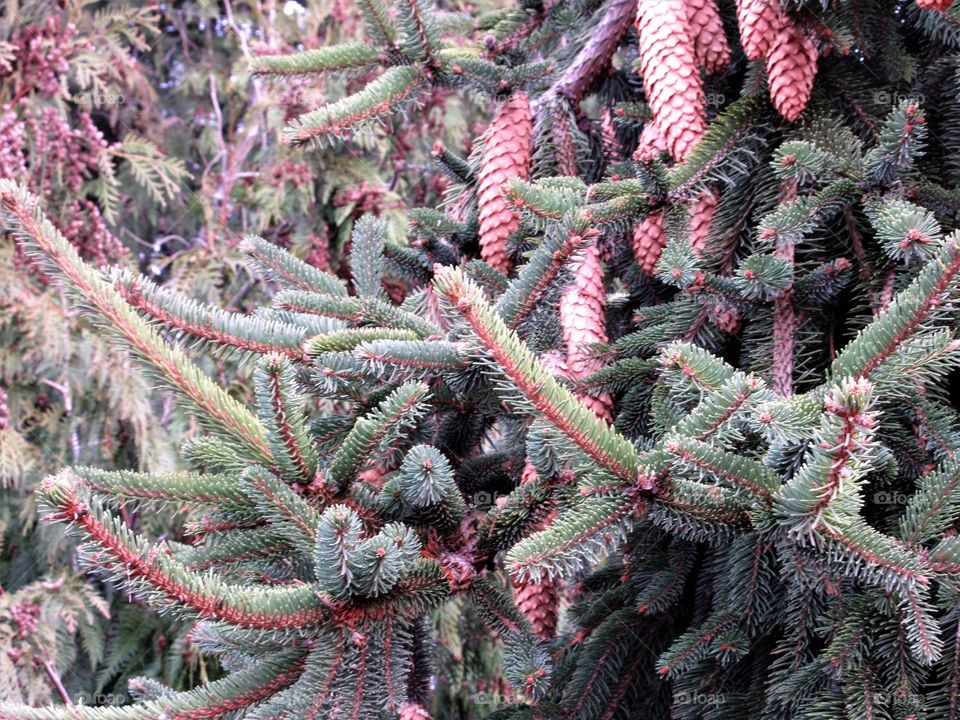evergreen cones