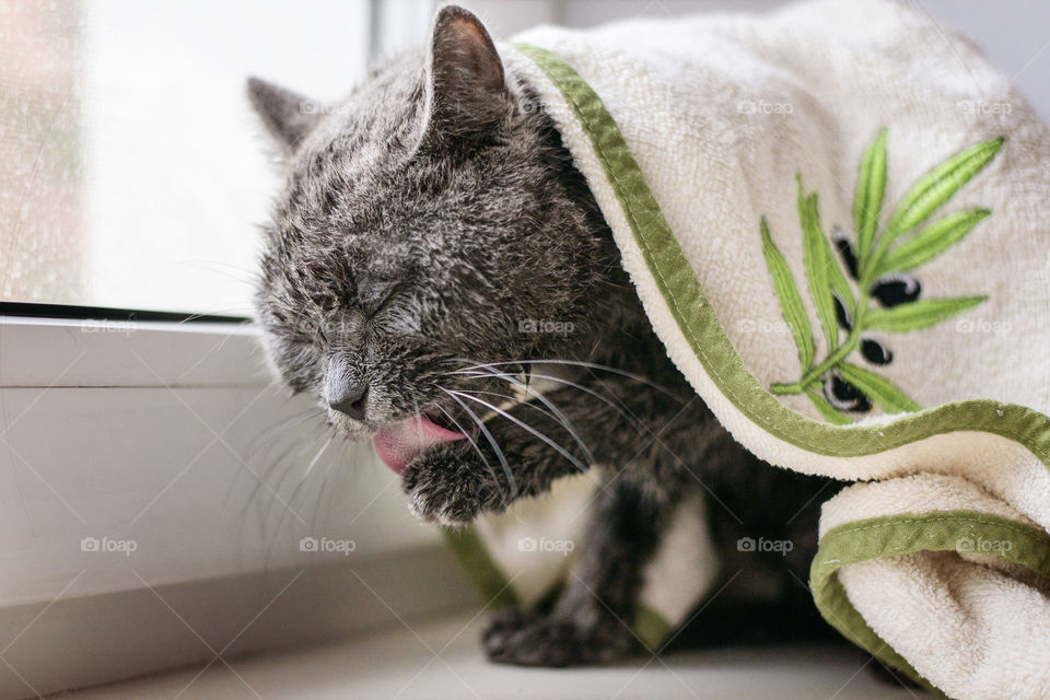 Close-up of a cat licking paw