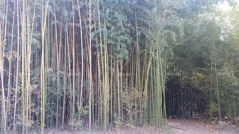 Tennessee Bamboo