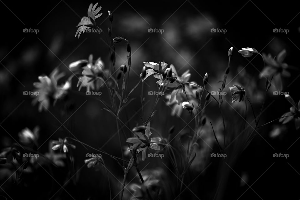 Wildflowers in black and white