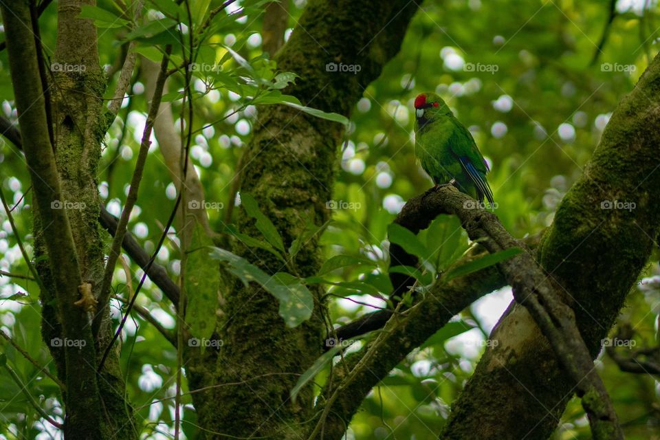 Expléndido loro sobre la rama de un árbol