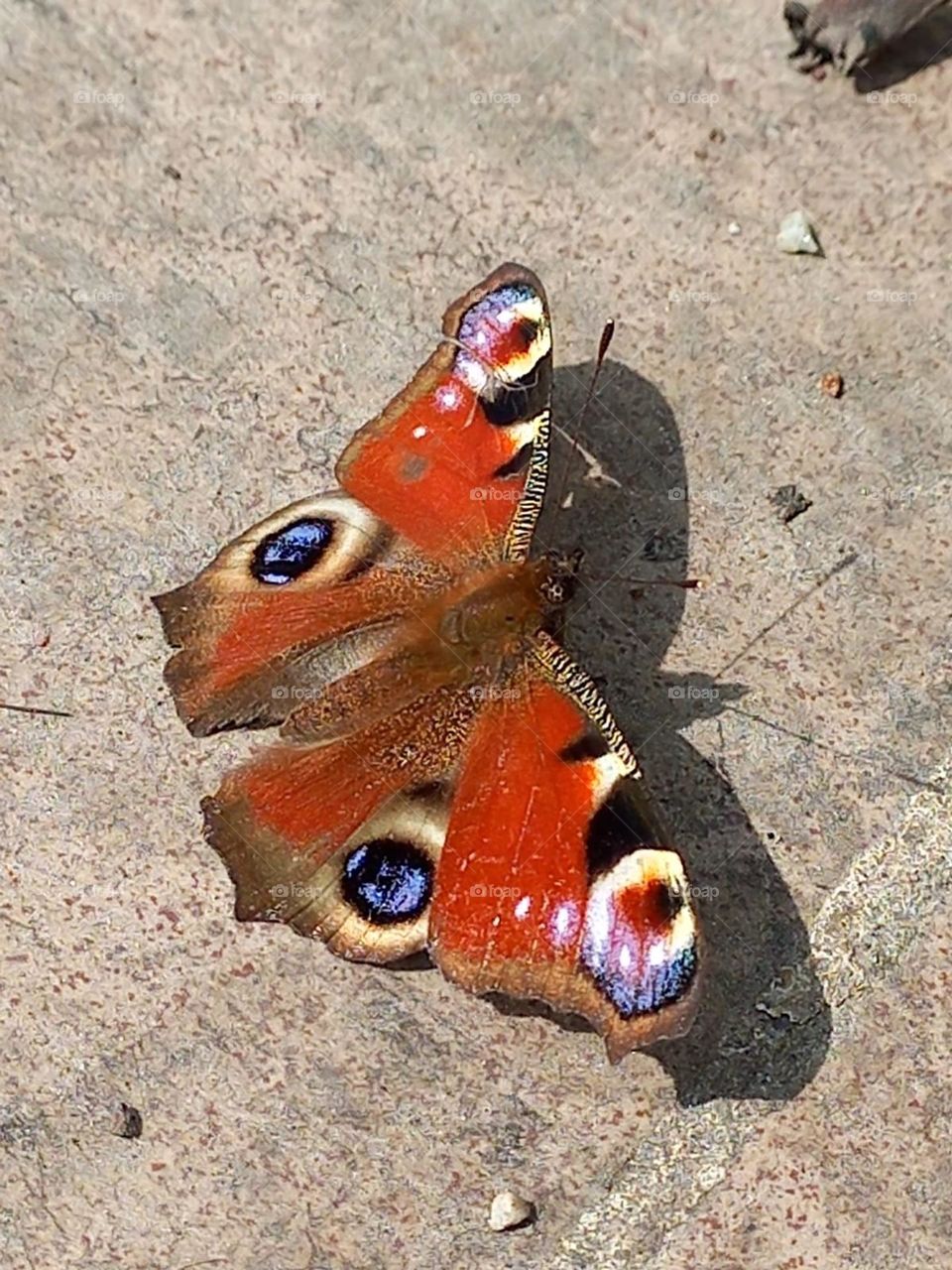 Butterflies are flowers plucked by the wind.