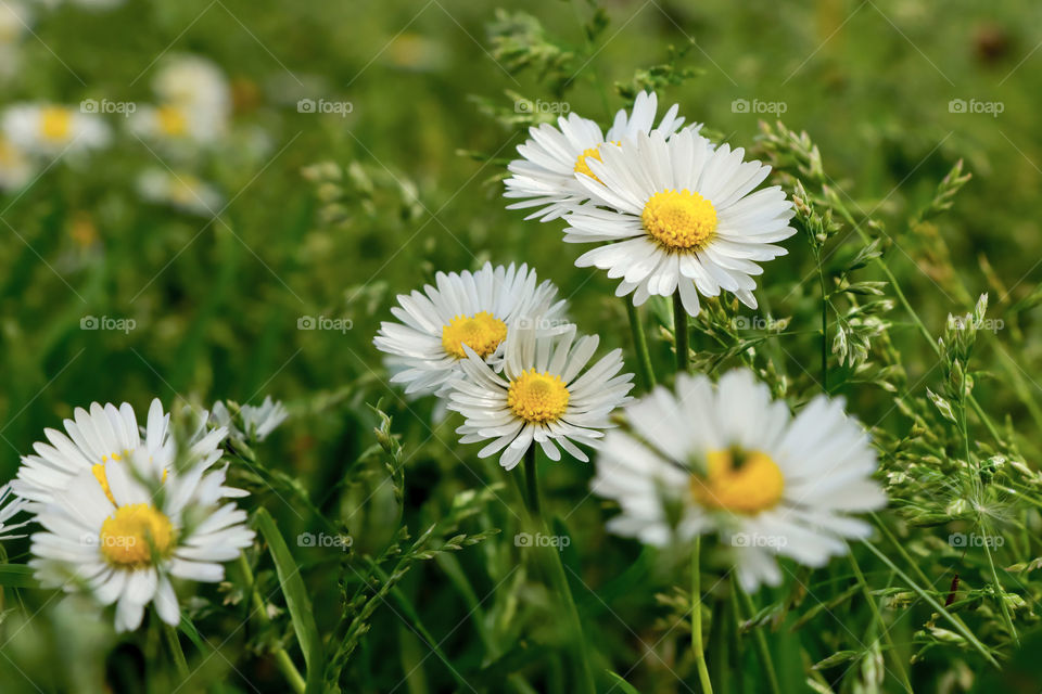 Delicate daisies