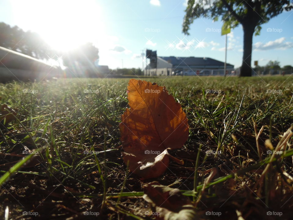 fall in full swing. This is a picture I took of a leaf in my mother's yard. The weather is still very hot in Texas. 👣 🚶 🏃 🔥 💨
