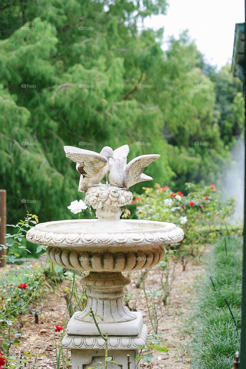 Vintage fountain. Beautiful vintage fountain in a garden with love dove on top of the fountain. 