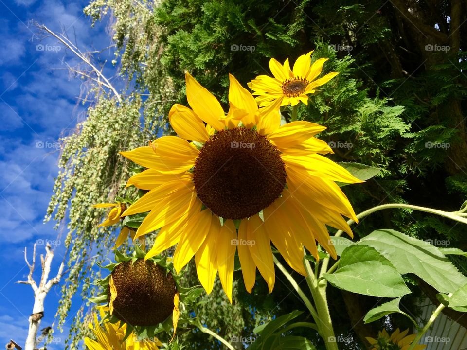 Sunflowers