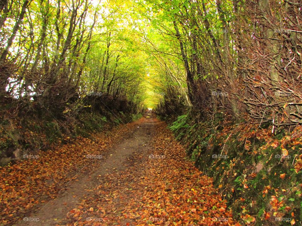 Nature canopy of trees