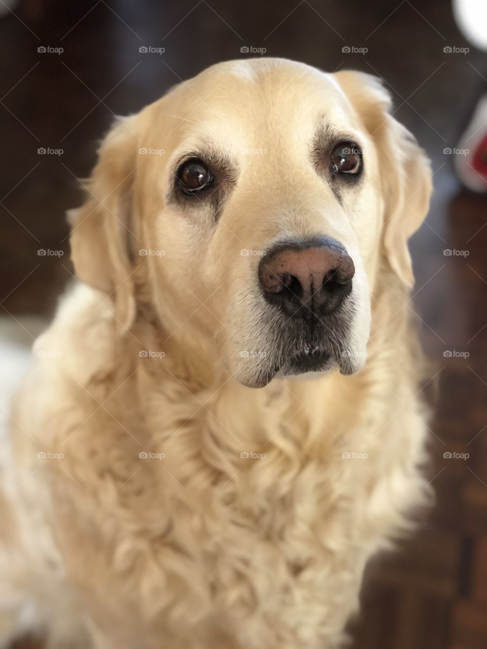 Nocas (9 years old Golden Retriever)
