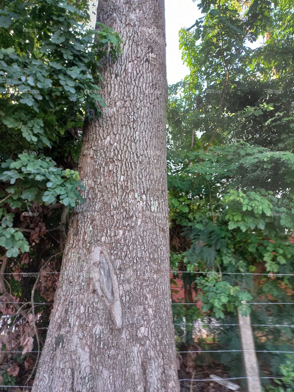 A importância  das árvores! Além  de ser agradável, a natureza, possui grande importância  na vida dos seres vivos, principalmente, para os  humanos, que dependem diariamente dos seus recursos, como água potável,  alimentos, oxigênio e clima