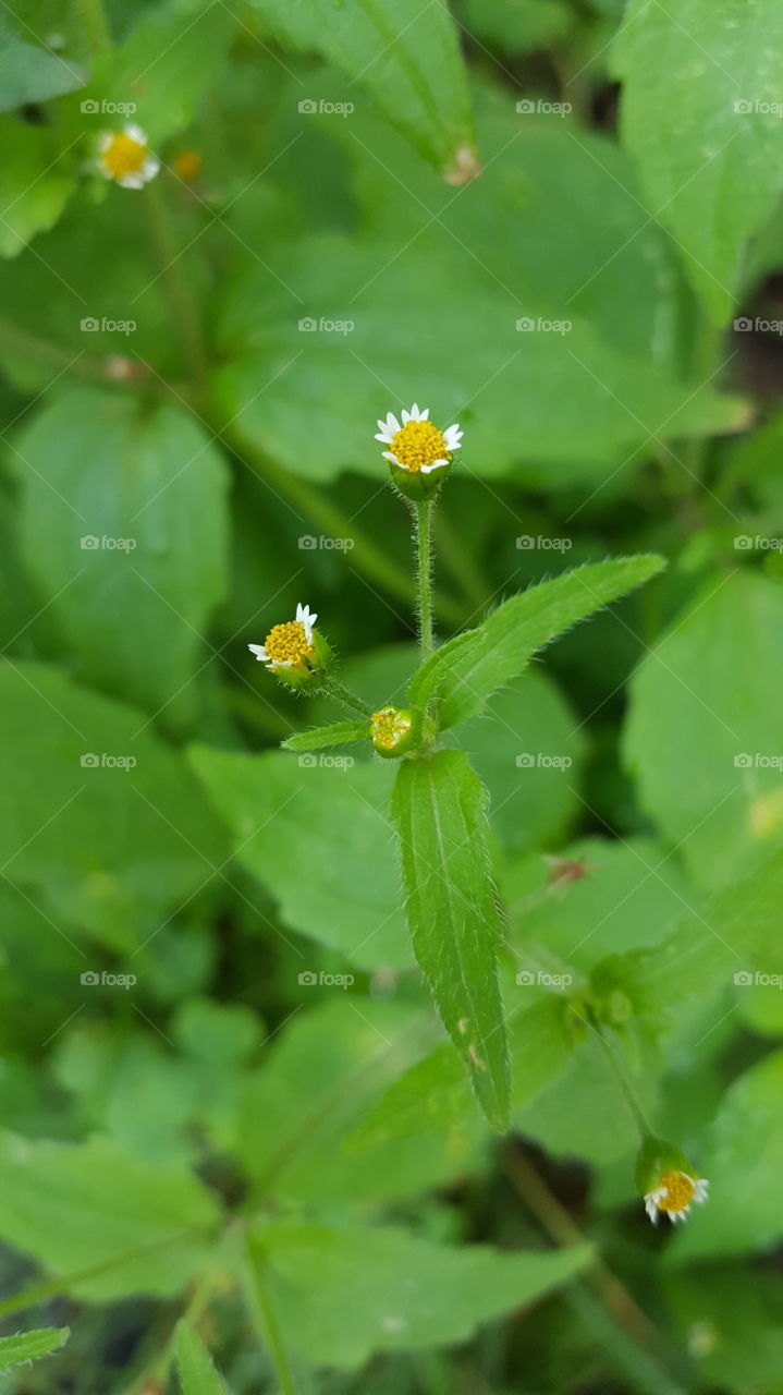 Tiny Flower