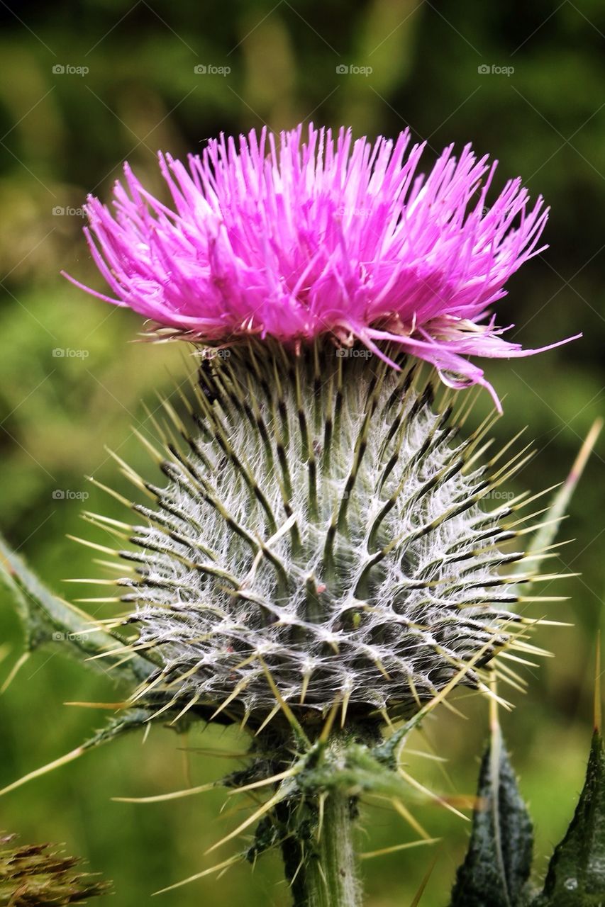 Close-up of thistle flower