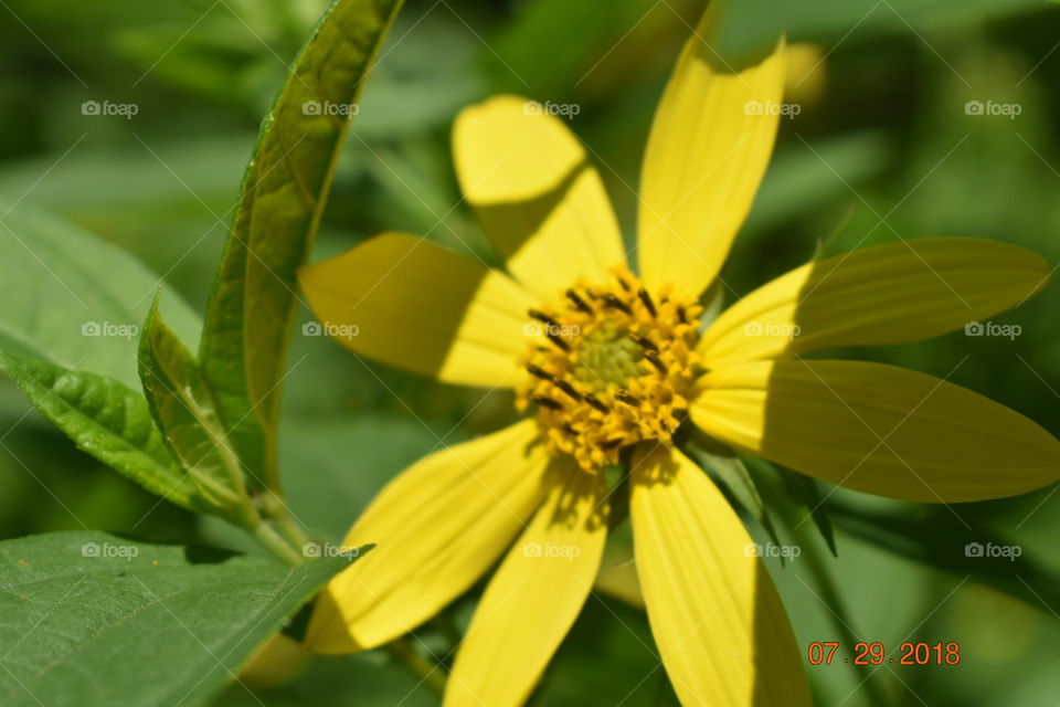 A closeup of a simple yellow flower to show the simplicity that nature holds. 