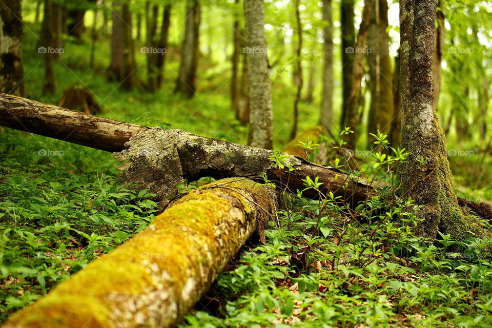 View of logs in forest