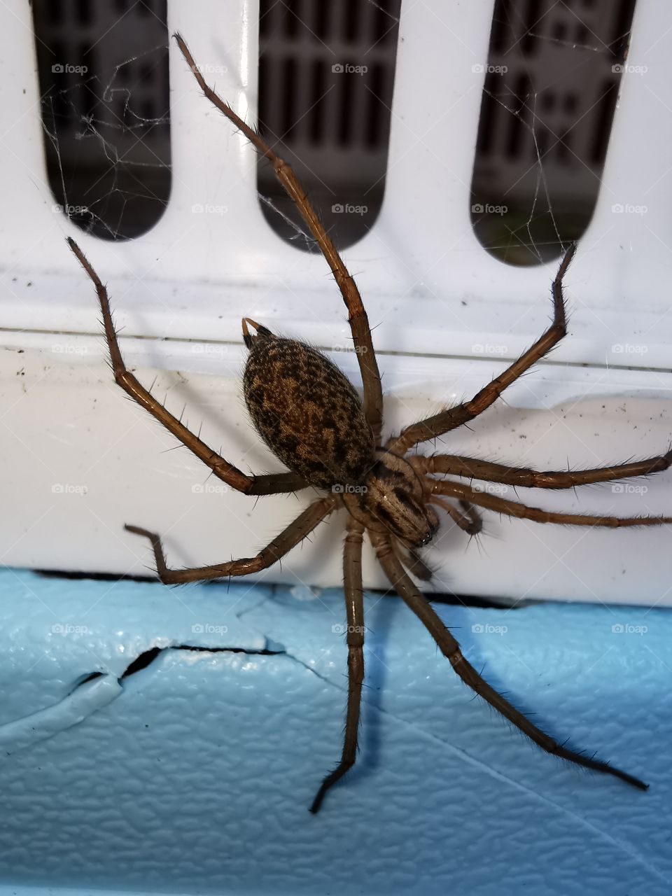 Spider  with a body of about 4 cm