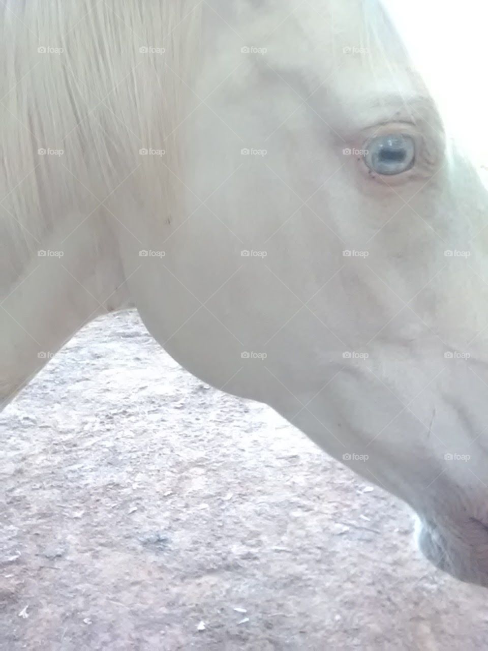 close up of beautiful white horse with blue eyes