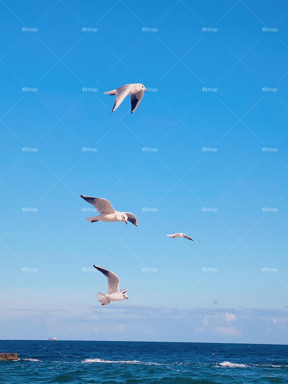 seagulls in the sky