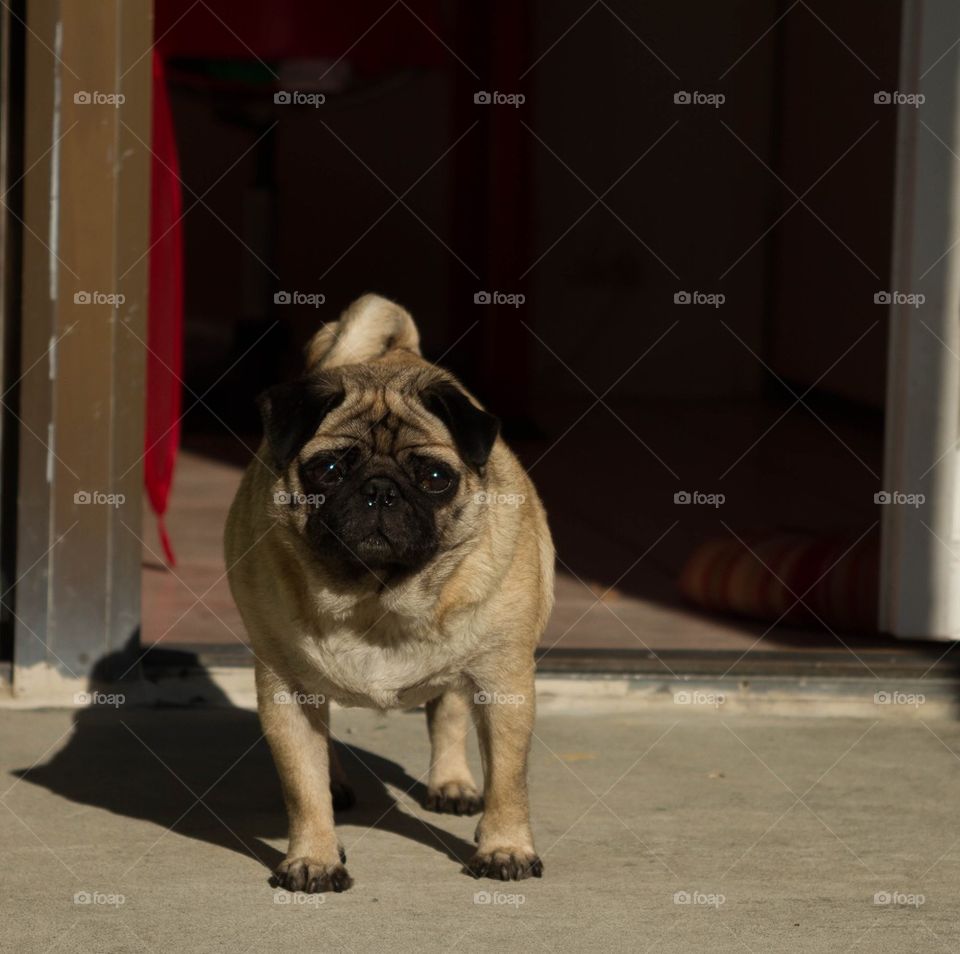 Pug at the door