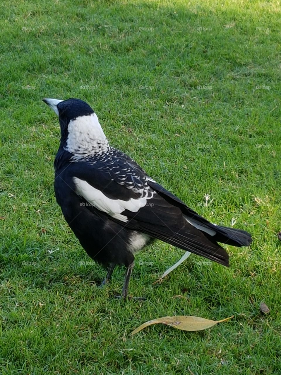 Magpie, native Australian bird
