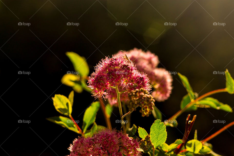 Pink Flower