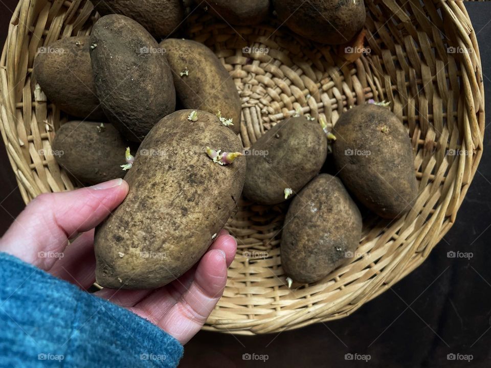 Close-up of a hand holding a raw potato over a basket of potatoes