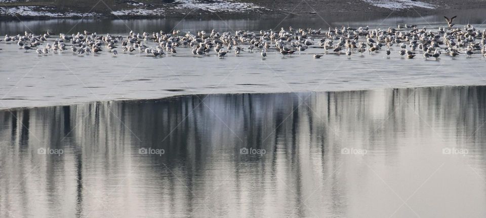 Seagauls are standing on the ice and resting while snow melts on the coast behind them