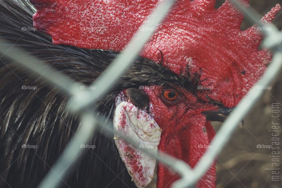 In the Eye of the Rooster