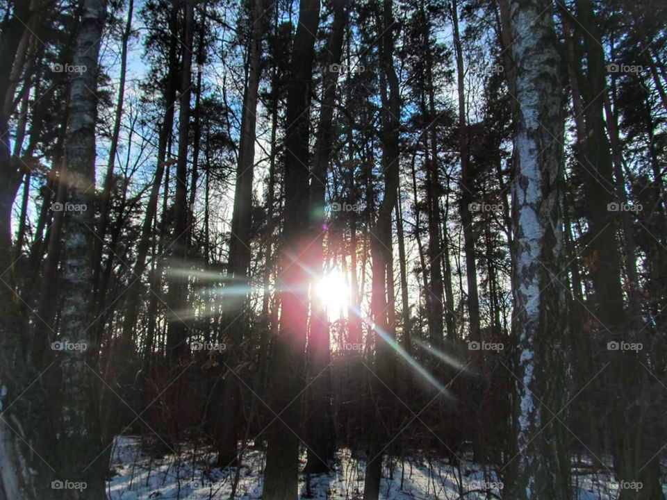 sol entre as árvores