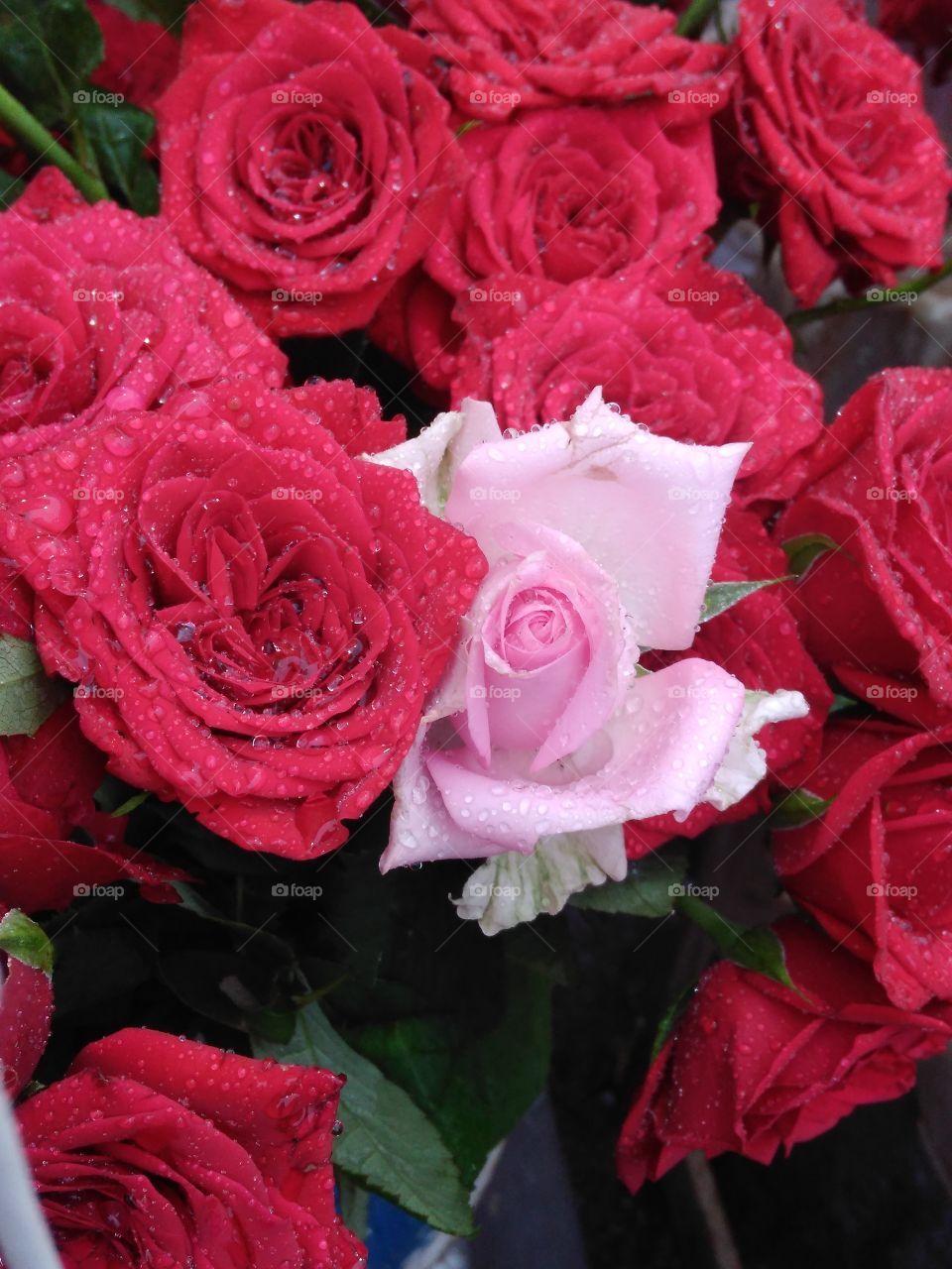 beautiful rose with rai