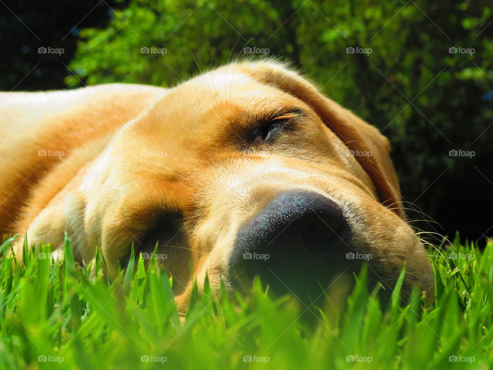 Pet sleeping on grass