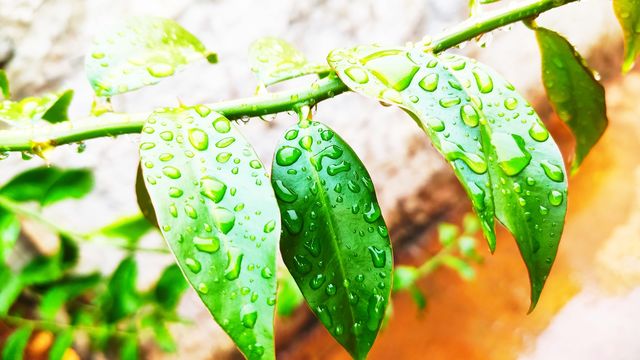 Nature Plant
