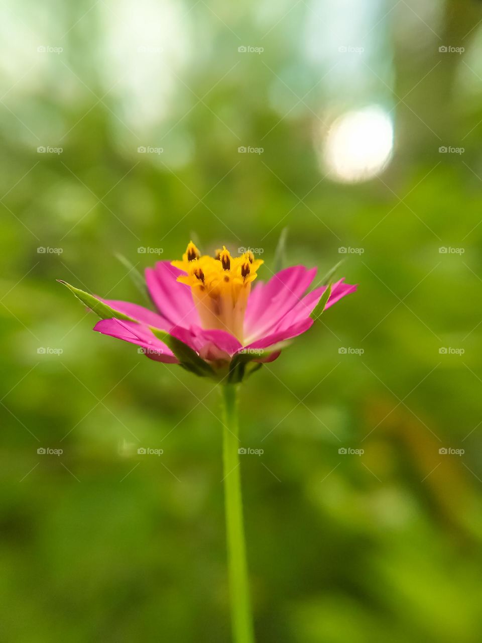 A pink flower in spring.