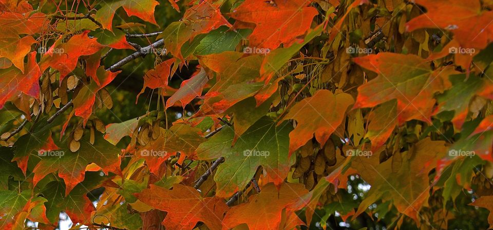 Brilliant fall leaves