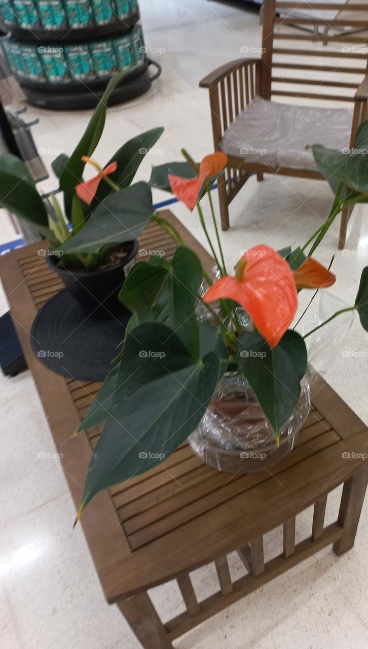 As flores e sua essência. As flores além  de encher os nossos olhos também  perfumam nossos dias, com o seu aroma  sem igual