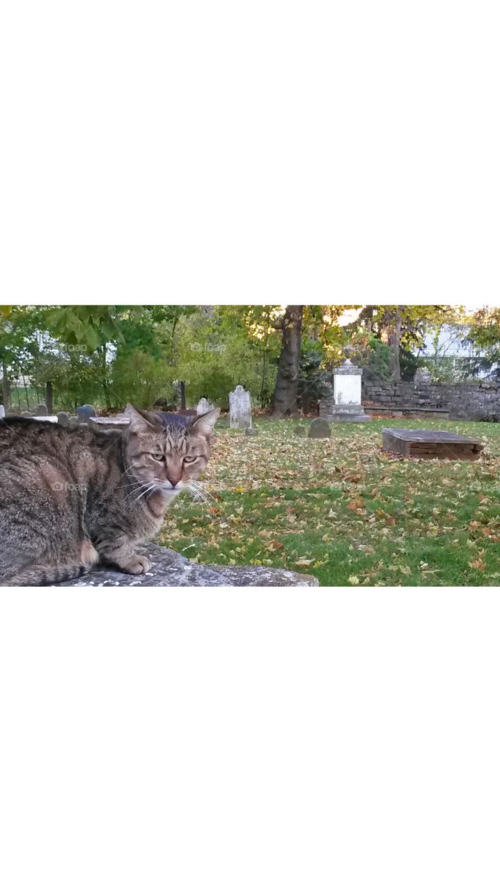 Graveyard cat