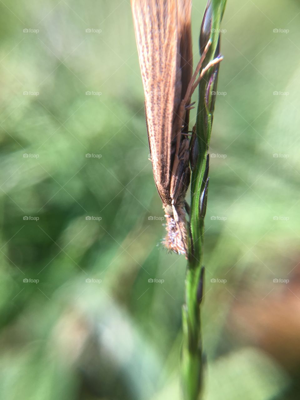Tiny butterfly on grass
