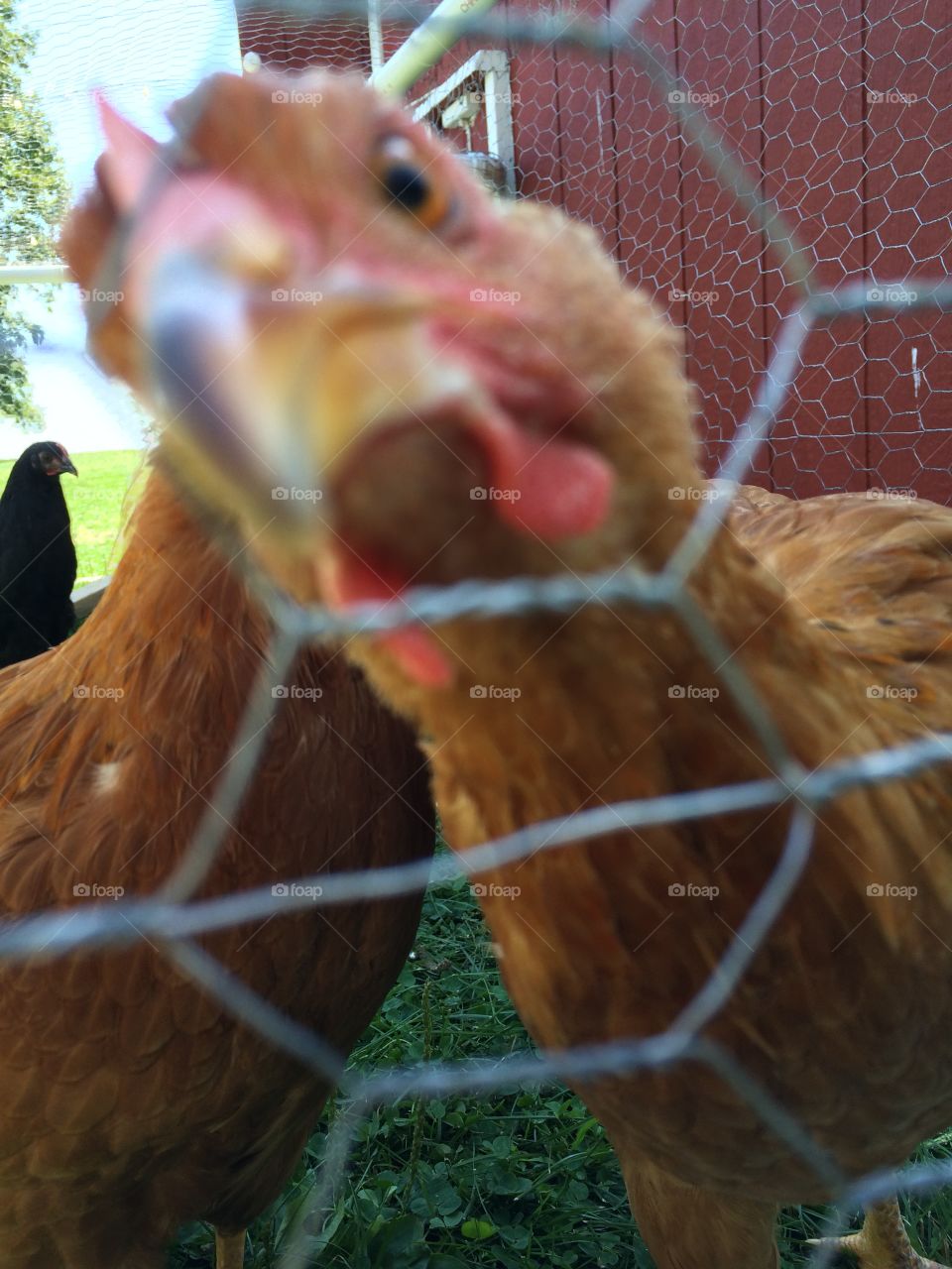 What you looking at?