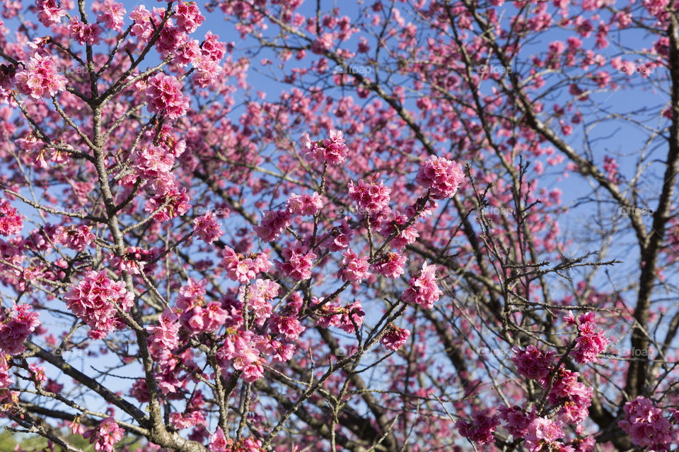 Beautiful cherry blossom on the tree blooming in the spring season.