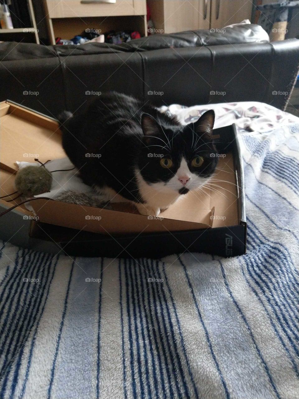 cat in box