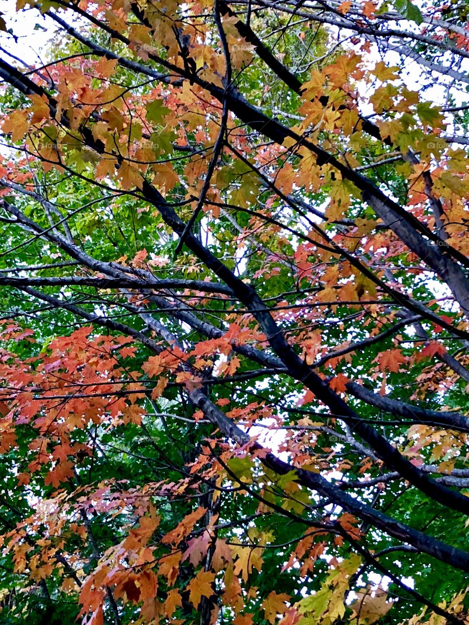 Colorful autumn branches 