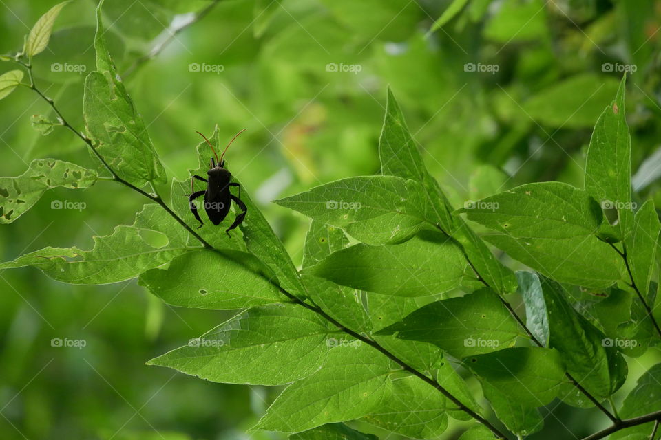 Leaf Footed Bug (Stinkbug) on a Chinese Hackberry Leaf