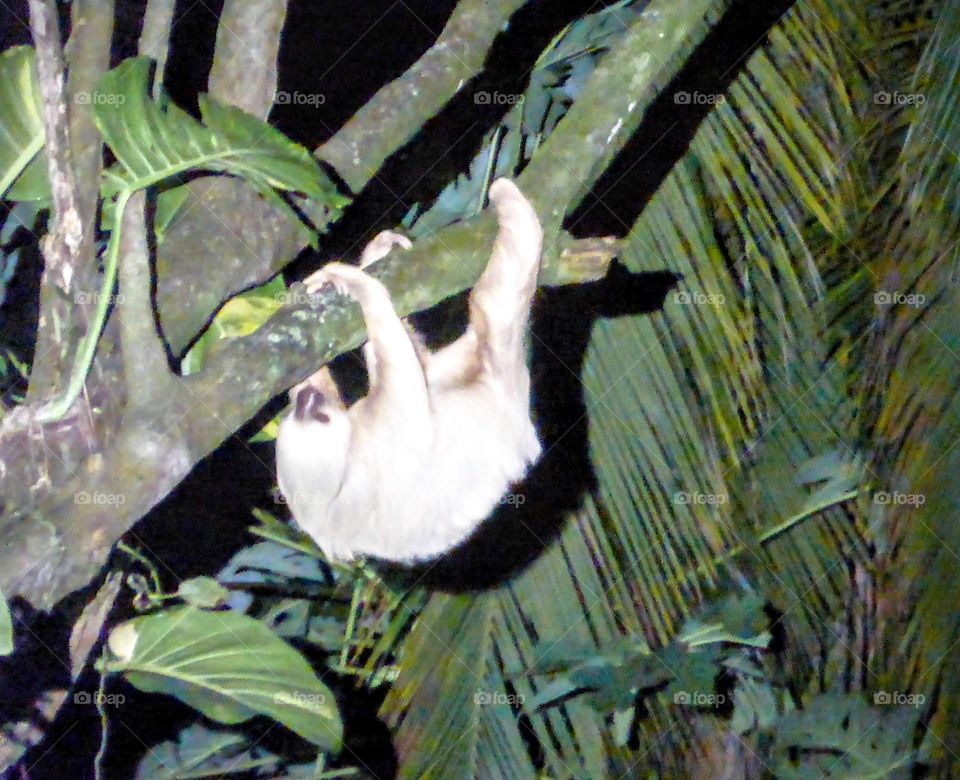 Sloth on the move, Cahuita