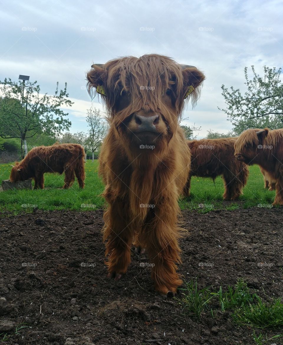 selfi bull rind Schottland animal cow mammal farm gras grün herde