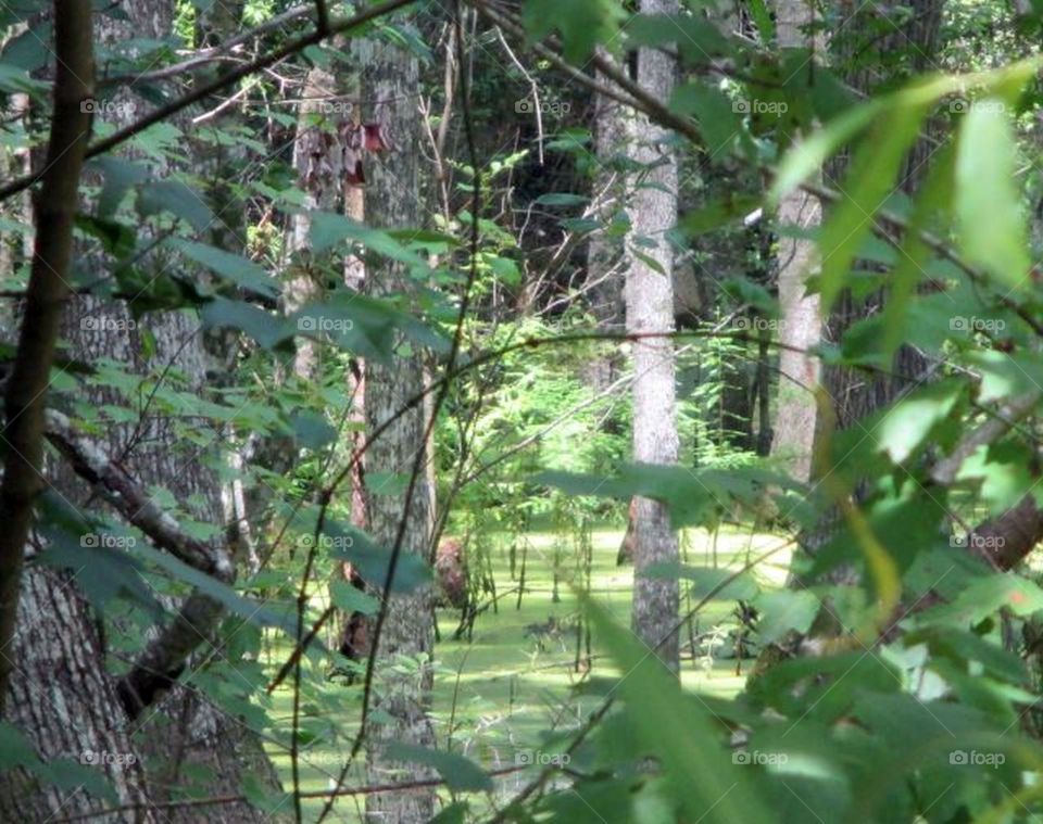 swamp in Myrtle Beach, South Carolina